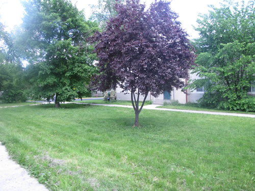 View of Palouse court