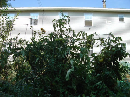 Pictures of The Elysian Garden Plots at  The Elysian Fourplexes  in Moscow, Id