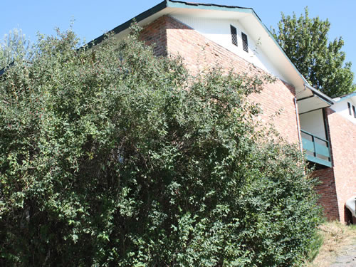 Exterior of The Lethe Apartments on 1605 Valley Road in Pullman, Wa